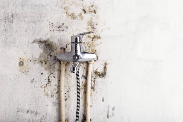Best Toxic Mold Removal  in Clemmons, NC