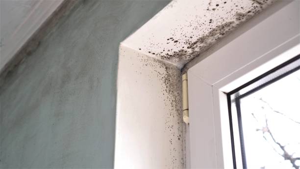 Best Home Mold Removal  in Clemmons, NC
