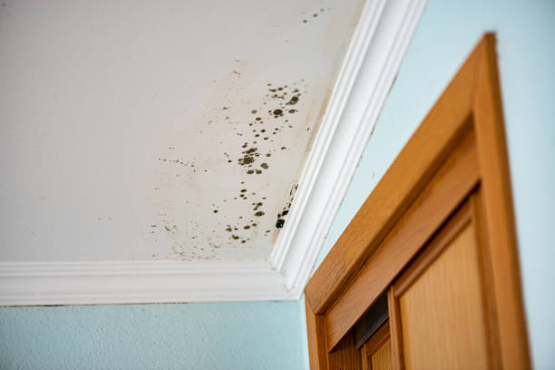 Best Affordable Mold Removal  in Clemmons, NC