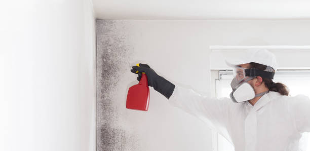 Best Mold Remediation Experts  in Clemmons, NC