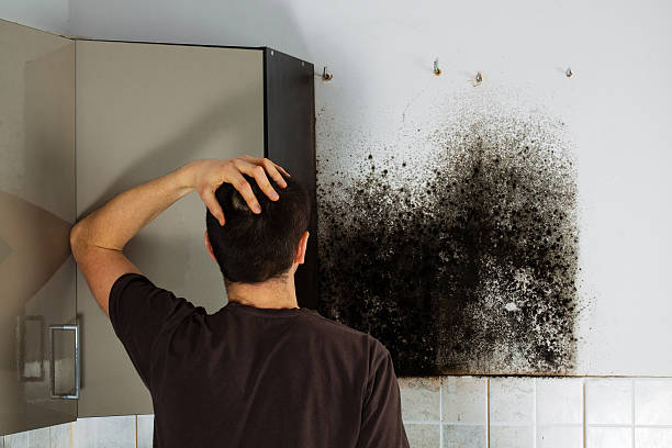 Best Fast Mold Removal  in Clemmons, NC
