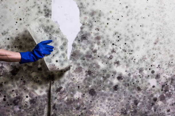 Best Residential Mold Removal  in Clemmons, NC