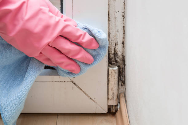 Best Crawl Space Mold Removal  in Clemmons, NC