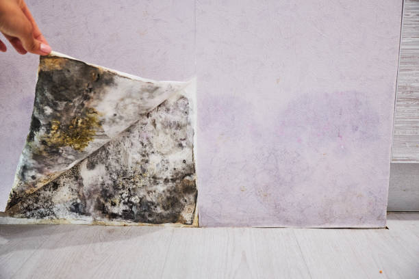 Best Mold Removal and Inspection  in Clemmons, NC